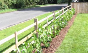 A new laurel hedge planted at North Thoresby near Louth. We had also seeded all the lawn areas for this new build home.