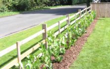 A new laurel hedge planted at North Thoresby near Louth. We had also seeded all the lawn areas for this new build home.