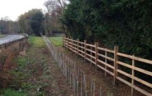 A new mixed Native species hedge against Lincolsnhire fencing at Eastoft
