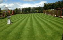 A new seeded lawn at Ludford after first cut and fertiliser application Spring 2013.